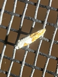 Mompha circumscriptella