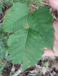 Stigmella rhoifoliella