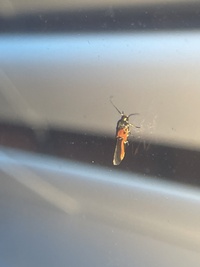 Euclemensia bassettella