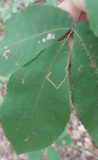 Stigmella new species 2