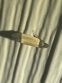 Anacampsis coverdalella