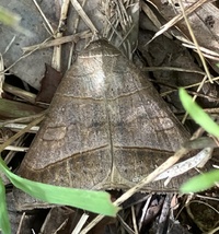 Mocis texana