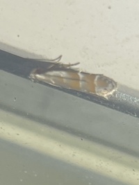 Battaristis vittella