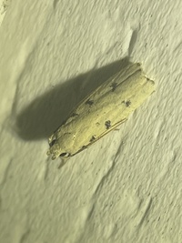 Glyphidocera lactiflosella