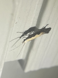 Plutella xylostella