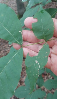 Stigmella caryaefoliella