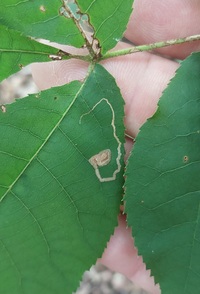 Stigmella caryaefoliella