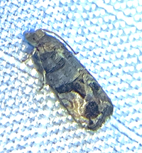 Paralobesia unidentified species