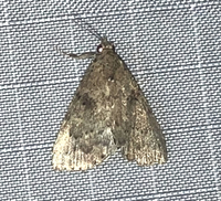 Arugisa lutea