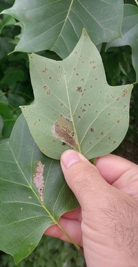 Paralobesia liriodendrana