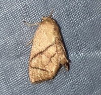 Apoda y-inversa