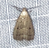 Hypenodes fractilinea