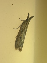 Coenochroa bipunctella
