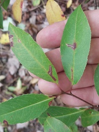 Bucculatrix pomifoliella