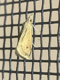 Microtheoris ophionalis