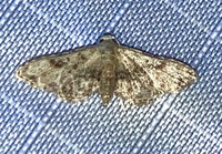 Sigela brauneata