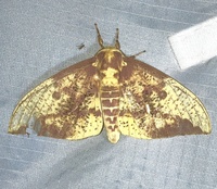 Eacles imperialis