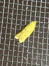 Sparganothis sulfureana