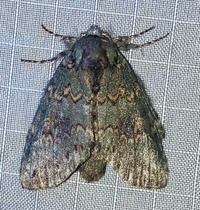 Cecrita biundata