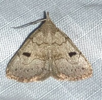 Chytolita morbidalis