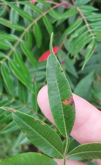 Stigmella intermedia