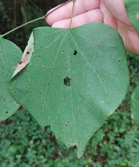 Fascista cercerisella