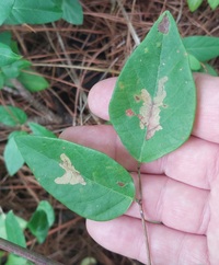 Parectopa robiniella