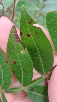 Stigmella intermedia