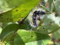 Acronicta oblinita