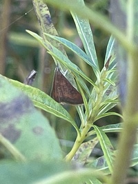 Pyrausta rubricalis