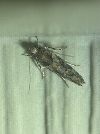 Telphusa perspicua