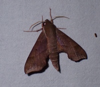 Darapsa myron