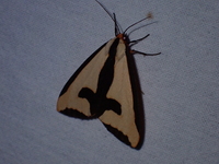 Haploa clymene