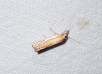 Crambus agitatellus
