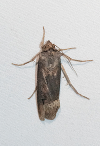 Agrotis ipsilon