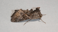 Ctenoplusia oxygramma
