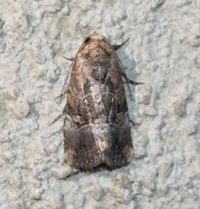 Elaphria chalcedonia