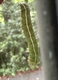 Panopoda rufimargo