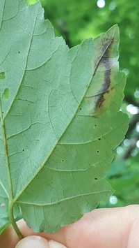 Cameraria saccharella