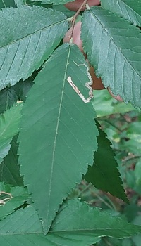 Stigmella apicialbella