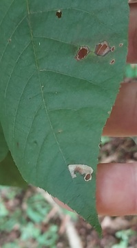 Coptodisca lucifluella