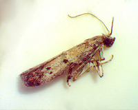 Homeosoma-Phycitodes unidentified species