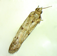 Homeosoma-Phycitodes unidentified species