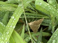 Caenurgia chloropha