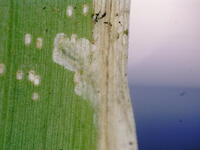 Cosmopterix clandestinella