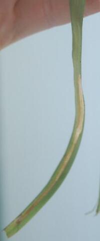 Cosmopterix clemensella