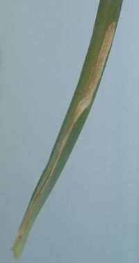 Cosmopterix clemensella
