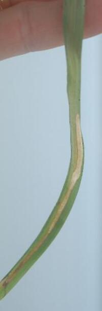 Cosmopterix clemensella
