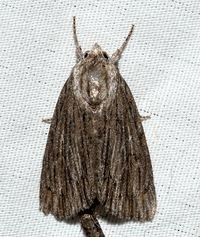 Acronicta lithospila