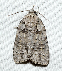 Acronicta modica